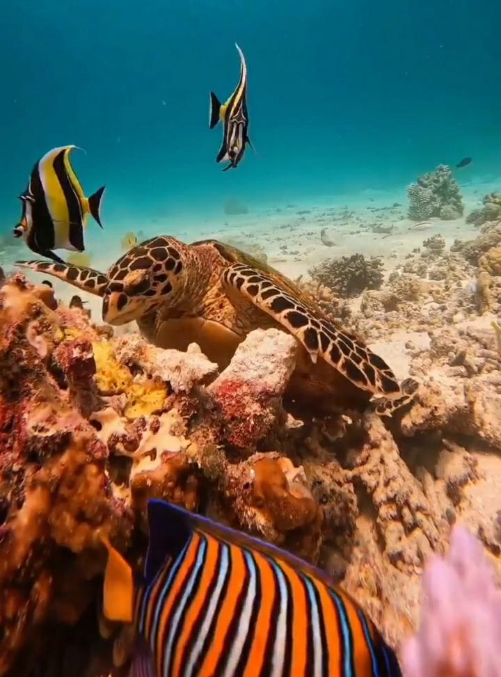 Tartaruga-a-pranzo-Atollo-di-Haa_Maldive